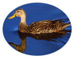 Planting for Duck